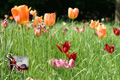 Seifen-Fruehling (3)